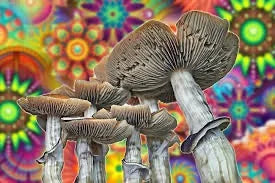 Magic Mushrooms